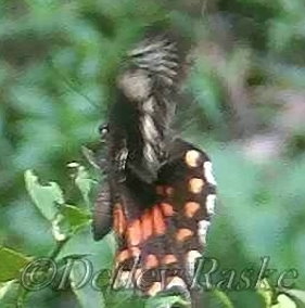 Schmetterling im Anflug auf Futterpflanze