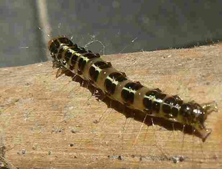 Raupe von welcher Art Schmetterling