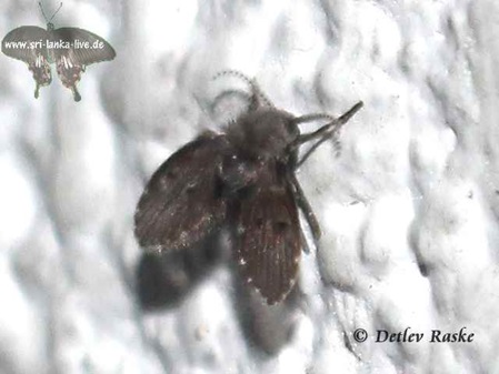 Moth Flies - Clogmia albipunctata