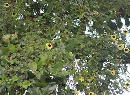 gelbe große Blüte - Hibiscus furcatus