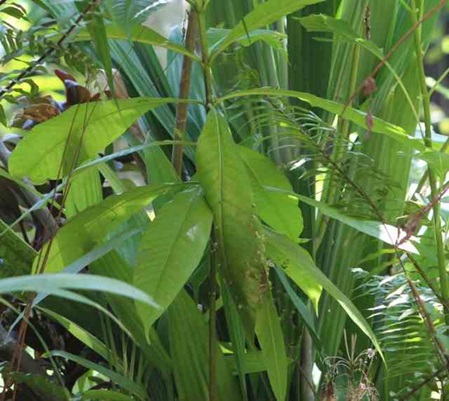 Nest der gemeinen Schneider in Sri Lanka im Garten der Villa Sunshine