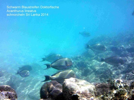 Sri Lanka schnorcheln Acanthurus lineatus - Blaustreifen Doktorfische