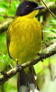Birds Sri Lanka Vögel - Goldbrustbülbül wird auch Schwarzkopfbübül genannt