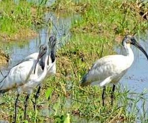 Birds Sri Lanka Vögel - Schwarzkopfibis