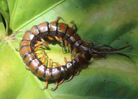 Sri Lanka Hundertfüsser - Scolopender ceylonensis