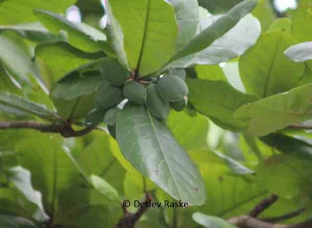 Seemandelbaum - Terminalia catappa