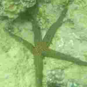 Ein graubrauner Seestern im Riff