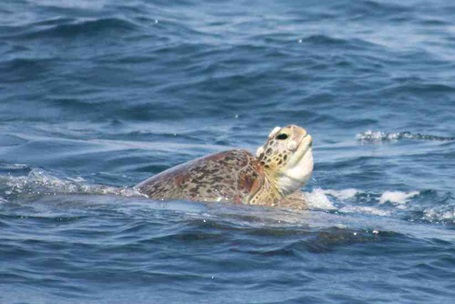 unechte Karettschildkröte