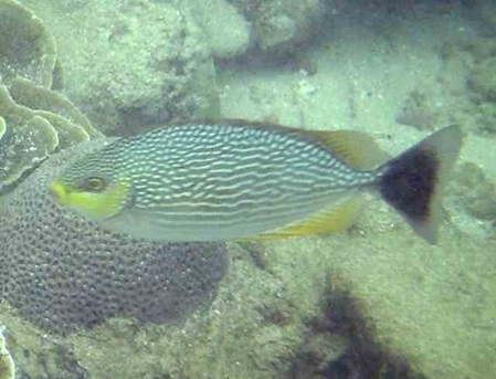 Fische Sri Lanka - Java-Kaninchenfisch