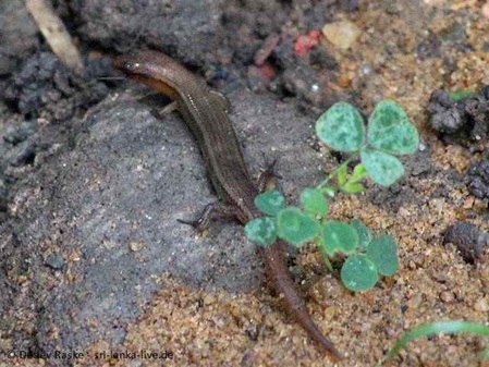 Skink in Sri Lanka unbestimmt