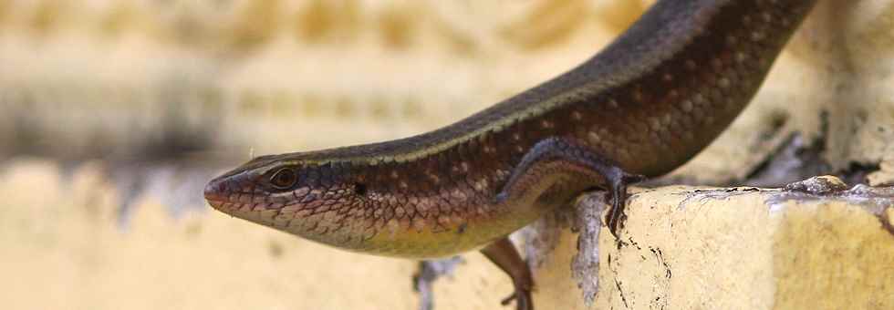 Mabuja carinata - Gemeiner Sri Lanka Skink