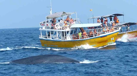 Whale watching extrem