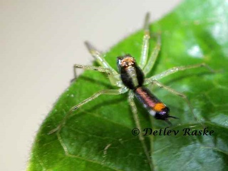 farbige Springspinne Asemonea tenuipes