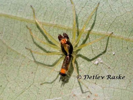 farbige Springspinne aus Sri Lanka