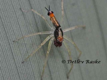 Spinne mit orange glänzenden Hinterleib