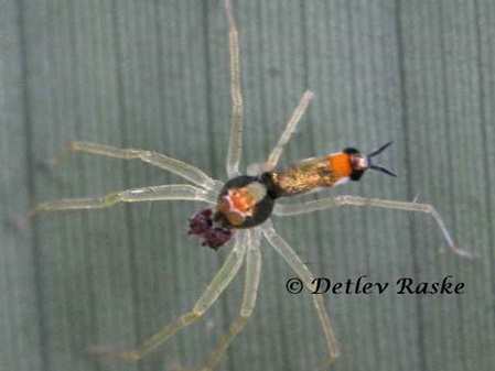 Asemonea tenuipes bunte Springspine in Sri Lanka