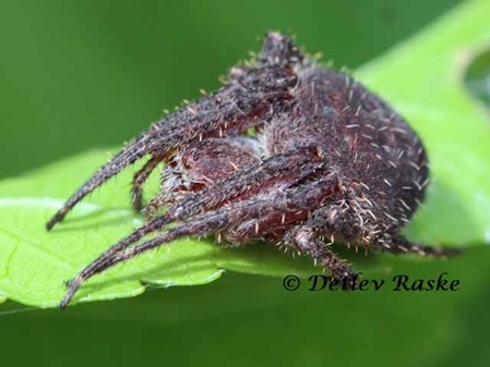 Spider in Sri Lanka Eriovixia-sp.