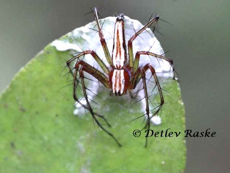 Gestreifte Spinne - Oxyopes salticus