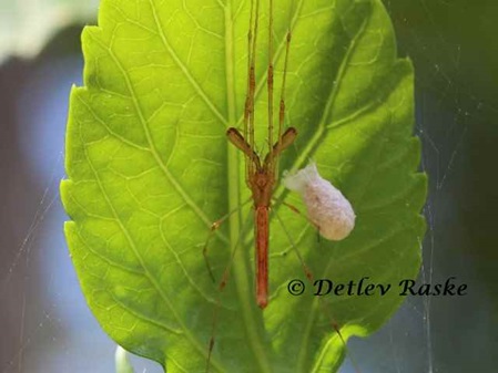 Spider Sri Lanka - Tetragnatha determinata