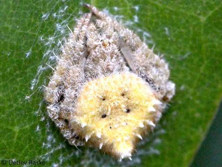 Eine gelbe Variante von Eriovixia sp.