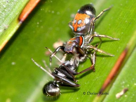 kleine Spinne mit Beute