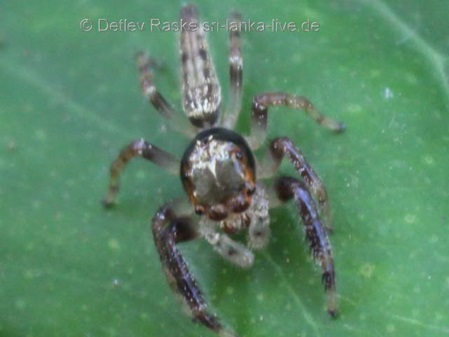 unbekannte Springspinne