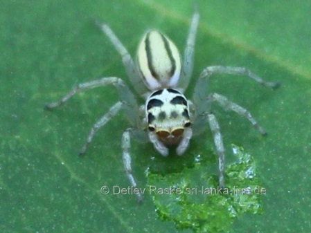 Sprinngspinne trinkt Wasser