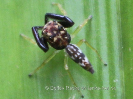 unbekannte Springspinne