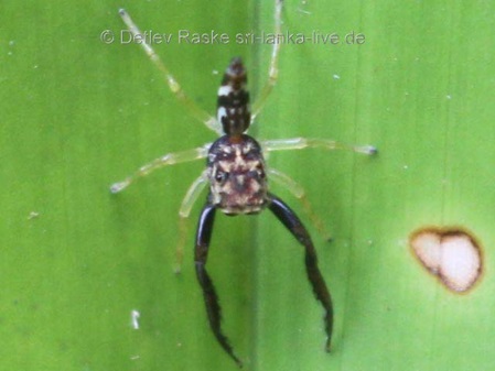 Springspinne auf Abwehr