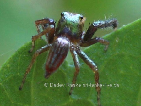 Springspinne grün rot