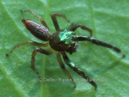 Springspinne grüner Kopf und rote Streifen auf dem Hinterleib