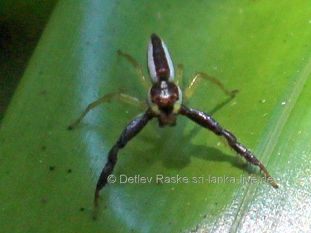 Springspinne weiß braun - Epocilla aurantiaca