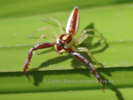 Sri Lanka Jumping Spider Epocilla aurantiaca