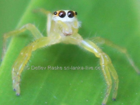 Weibchen der Art Telamonia dimidiata