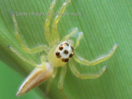 Springspinne 0,1 Telamonia dimidiata