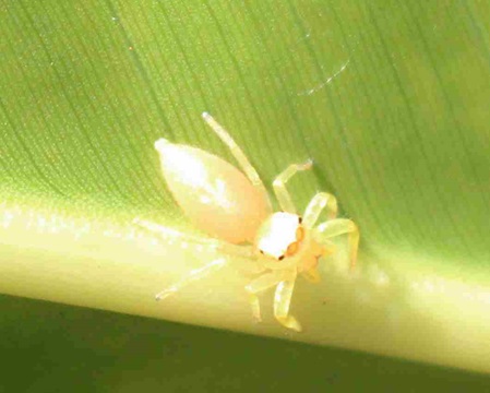 kleine helle Springspinne auf einem Blatt