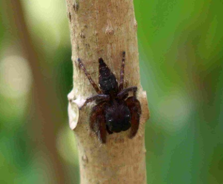 rotbraune Springspinne mit großem Kopf