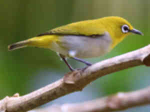 Zosterops ceylonensis