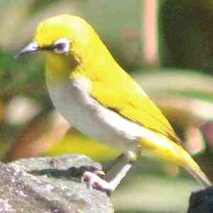 Ceylon-Brillenvogel - Zosterops ceylonensis