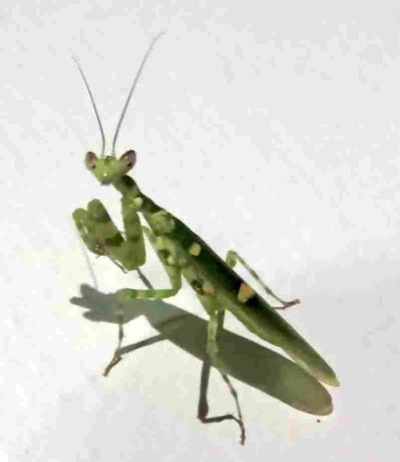 Gottesanbeterin - Blütenmantis - Creobroter pictipennis