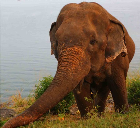 Udawalawe National Park - Elefant ganz nah