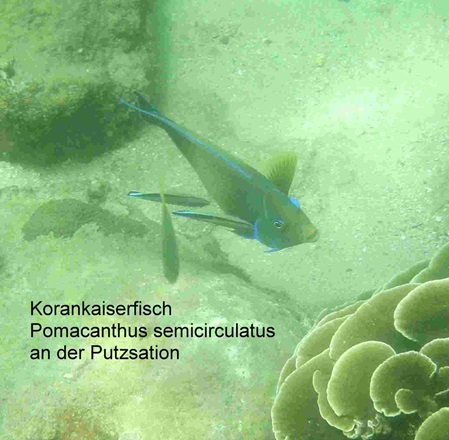 Sri Lanka schnorcheln - Pomacanthus semicirculatus - Korankaiserfisch