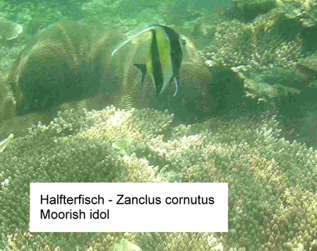 Halfterfisch - Zanclus cornutus