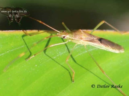 Stenocoris sp. in Sri Lanka