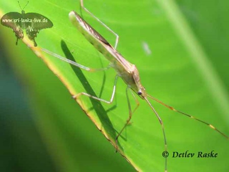 6-7 cm großes Stenocoris Art in Sri Lanka