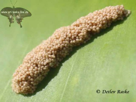 wahrscheinlich Insekten Eier