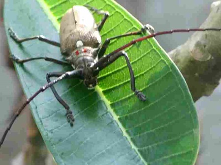 hellbraun grauer großer Käfer mit roten Punkten der Mangobohrer
