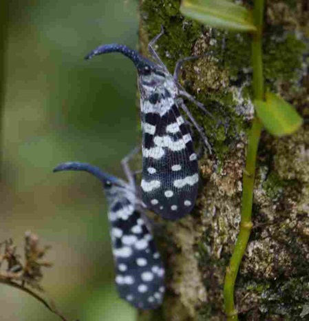 Zikarden der Art Pyrops maculatus