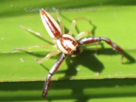 Epocilla aurantiaca Springspinne in Sri Lanka