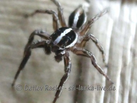 Springspinne Plexippus redimitus